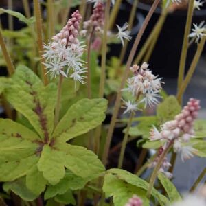 Tiarella 'Spring Symphony'PBR ---